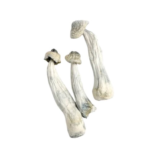 472208087_520791344323232_546491419850025169_n albino penis envy