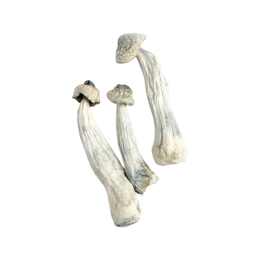 472208087_520791344323232_546491419850025169_n albino penis envy