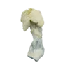 albino penis envy mushrooms