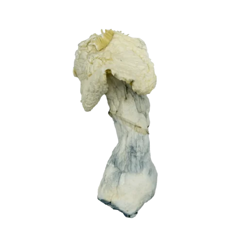 albino penis envy mushrooms