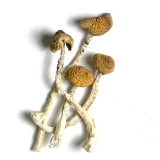Aztec-God-Psilocybe-cubensis-768x768 magical mushroom