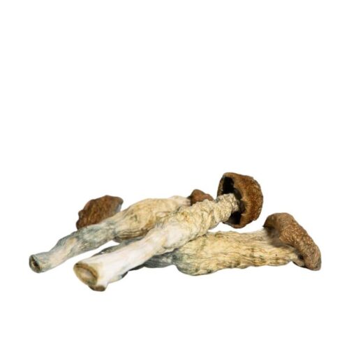 Blue-goba-768x768 buy psilocybin mushroom