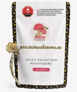 Burma Magic Mushroom