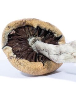 magic mushrooms amsterdam