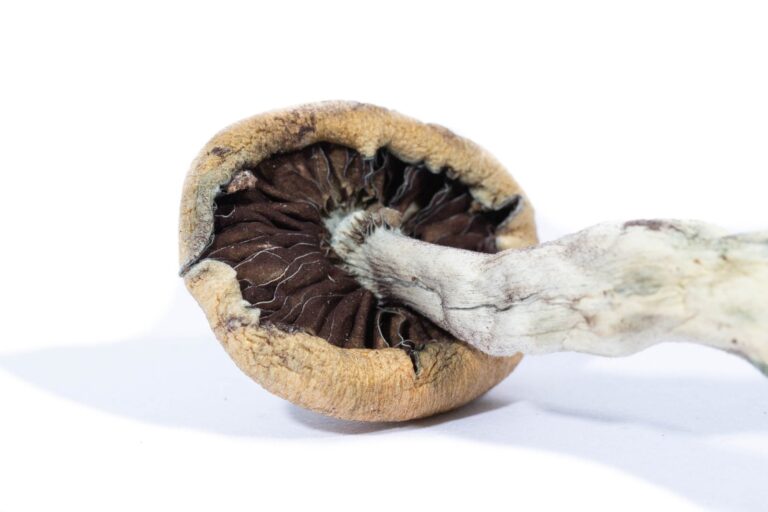 Creeper-2-768x512 (1) magic mushrooms amsterdam