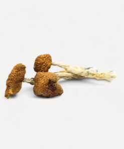 magic mushrooms in amsterdam