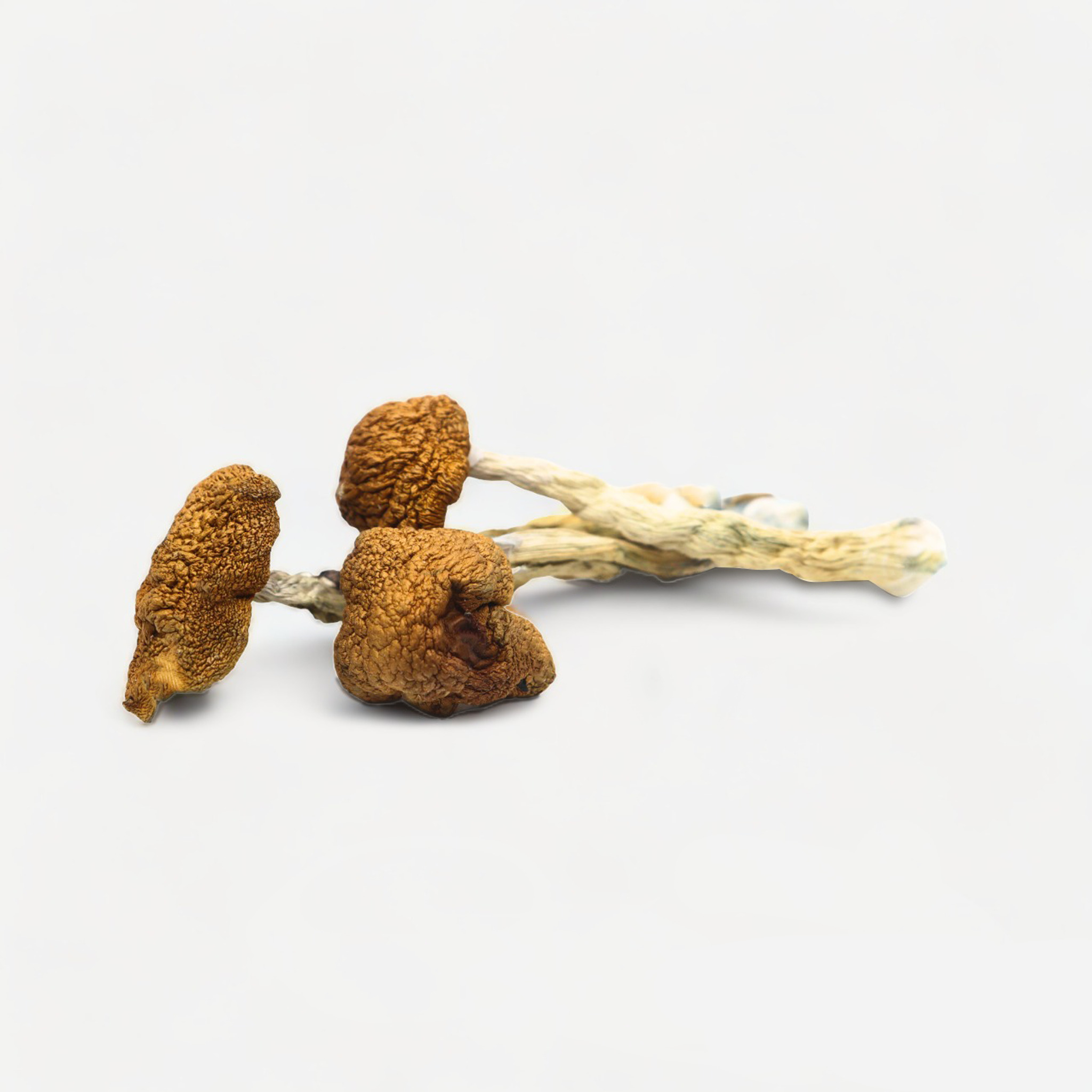 Daddy-Long-Leg (1) magic mushrooms in amsterdam