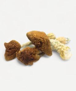 Golden Teacher Mushrooms