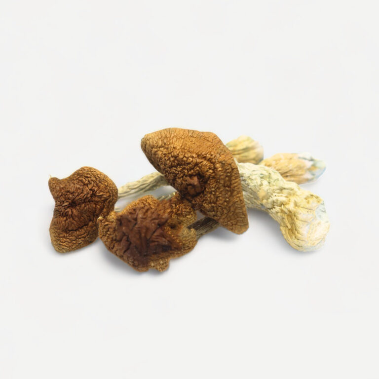 golden teacher mushrooms