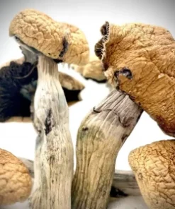 magic mushrooms kaufen