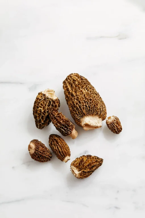 Morels_FRESH fresh morel mushroom