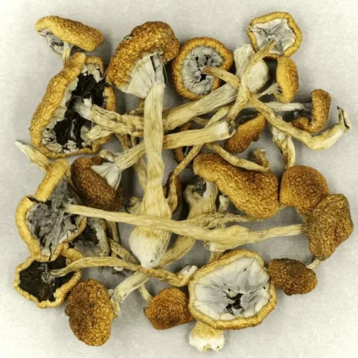 Mush-Cambodian.17-05-21 magic mushroom kaufen