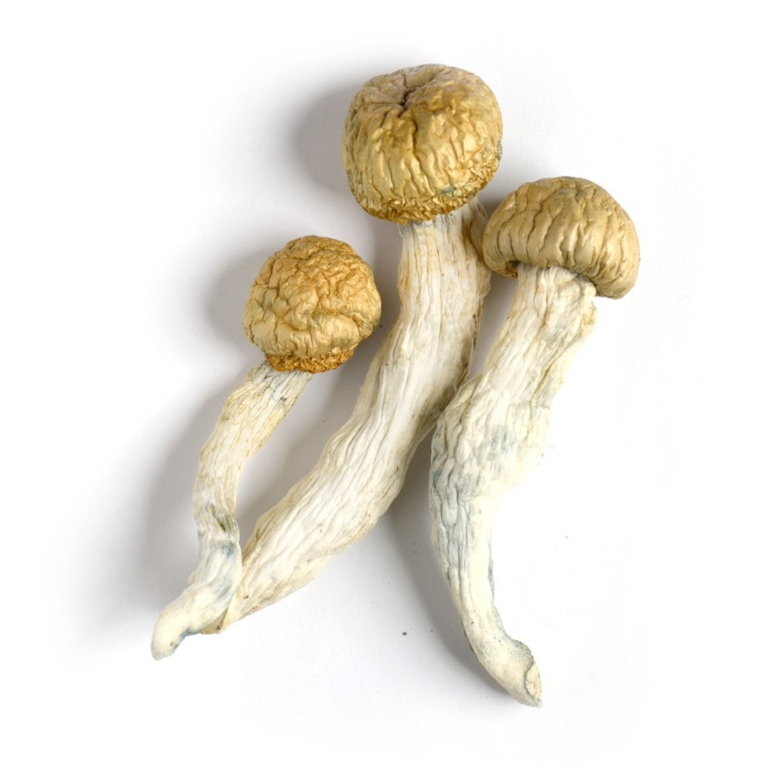 magic mushroom dosage