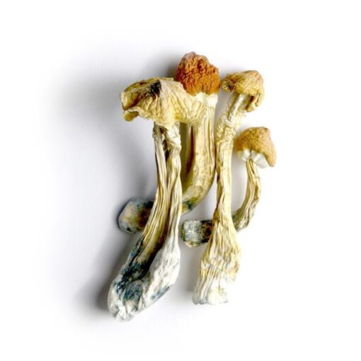 Tricolour-ecuadorians-2-768x768 mushroom penis