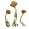 dried porcini mushrooms