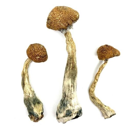WavyZ3-1-600x600-1 psilocybin mushrooms