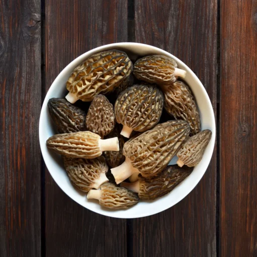 WildFreshMorelMushrooms fresh morel mushroom