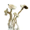 buy psychedelic mushroom