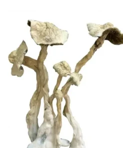 buy psychedelic mushroom