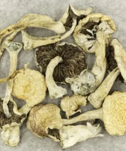 magic mushroom dried