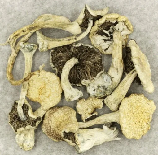 magic mushroom dried