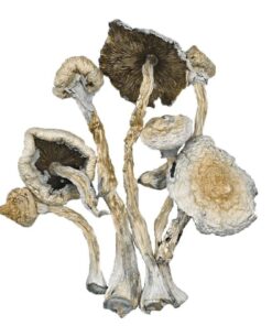 magic mushrooms amsterdam