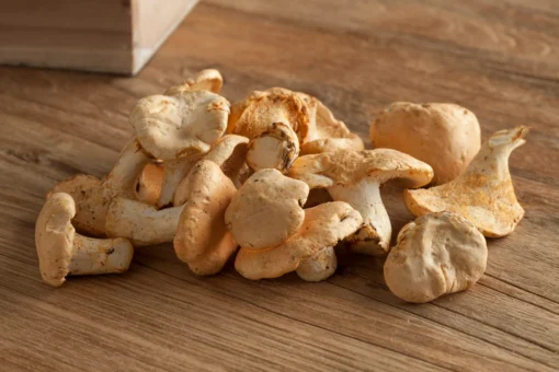 fresh_hedgehog fresh hedgehog Mushrooms