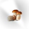 porcino mushroom