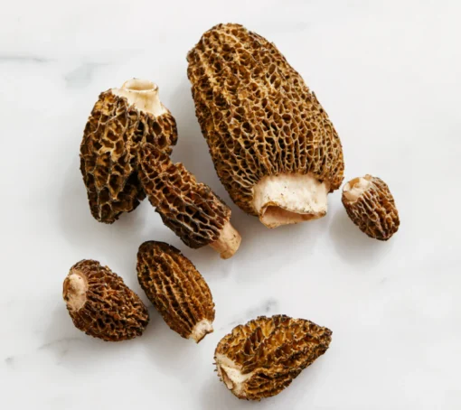 fresh morel mushrooms fresh morel mushrooms