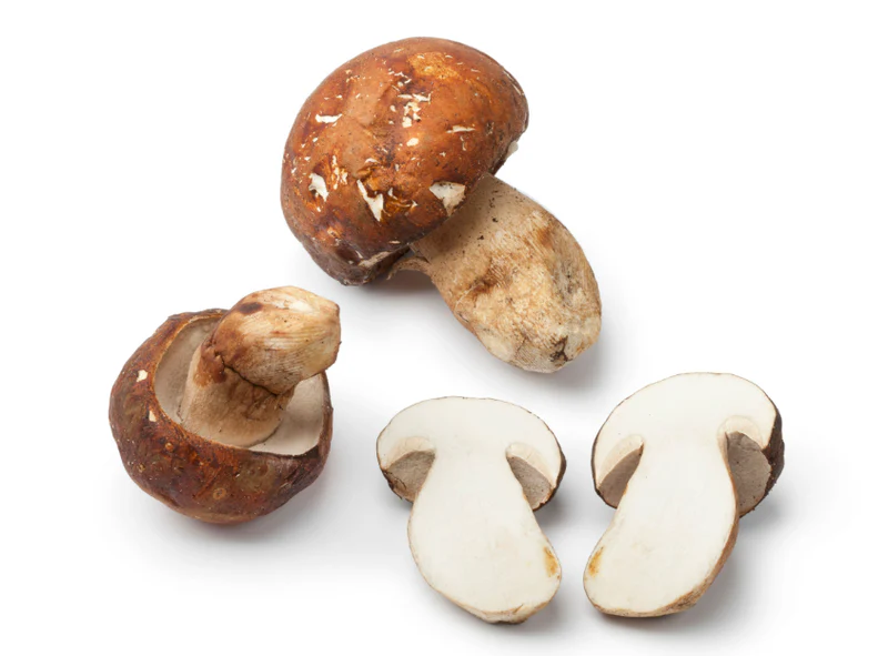 freshporcini porcino mushroom