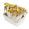psychedelic mushrooms grow kit