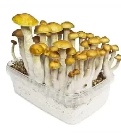 psychedelic mushrooms grow kit​