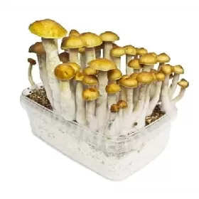 golden-teacher-zauberpilze-psychoaktive-pilze-setas-champignons-magic-mushrooms psychedelic mushrooms grow kit