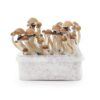 magic mushrooms growing kit