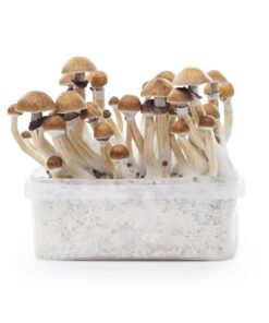 magic mushrooms growing kit