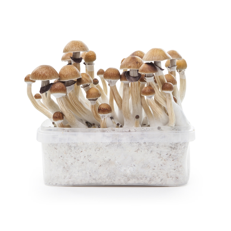 mckennaii-1 magic mushrooms growing kit