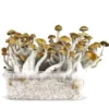 magic mushroom grow kit
