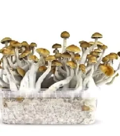 magic mushroom grow kit