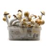 psilocybin mushrooms grow kits