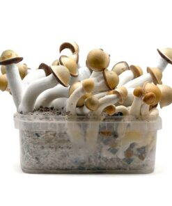 psilocybin mushrooms grow kits​