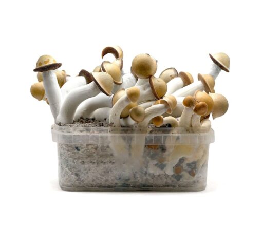 psilocybin mushrooms grow kits​