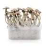 psilocybe mushroom grow kits