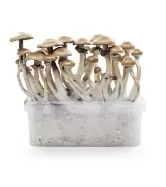 psilocybe mushroom grow kits