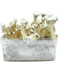 grow kit for magic mushrooms