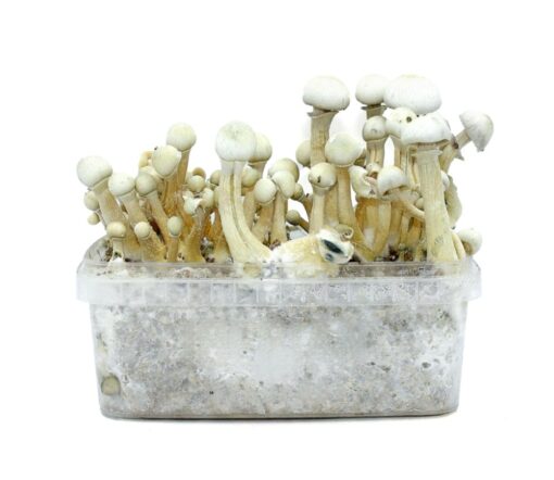 treasure-coast-albino-mushroom-grow-kit grow kit for magic mushrooms