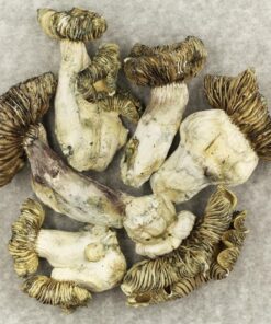 magic mushroom dried