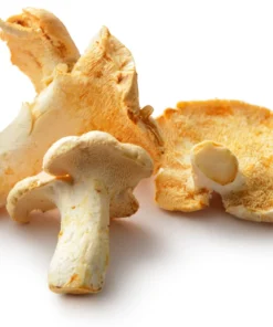 wild-hedgehogs-square-cropped (1) fresh hedgehog Mushrooms