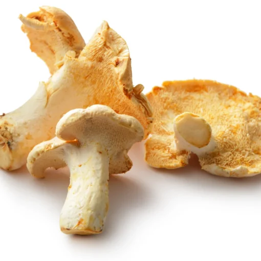 wild-hedgehogs-square-cropped (1) fresh hedgehog Mushrooms