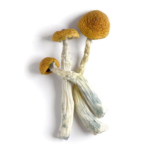 Amazonian magic mushrooms netherlands