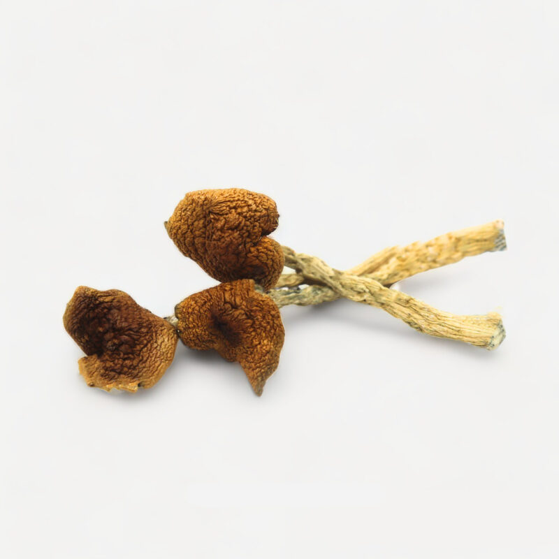 B-CUBENIS-1 best magic mushroom strains for beginners